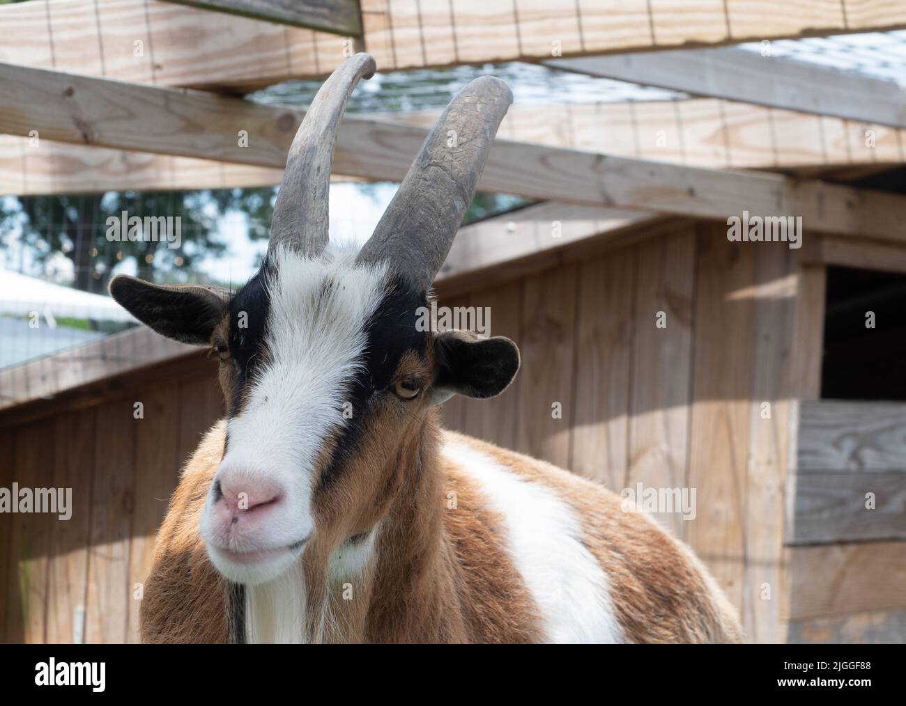 Close up of a white, brown, and black male goat with horns resting in a pen. Stock Photo