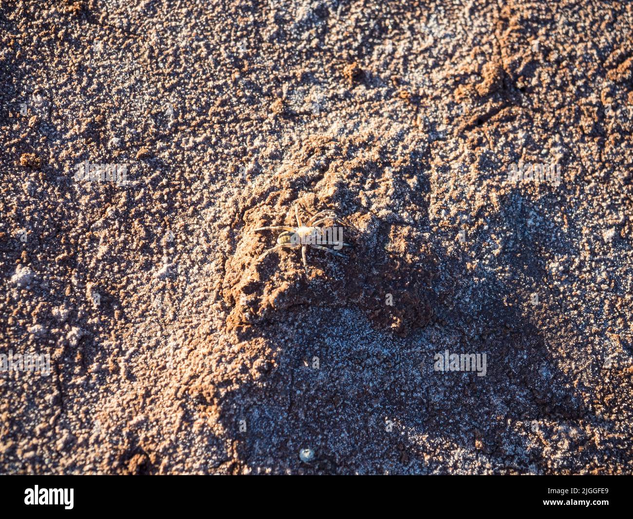 The 'Salt People' of Lake Ballard are 51 metal-alloy sculptures by Sir Antony Gormley titled 'Inside Australia'  that we produced for the Perth Bienna Stock Photo