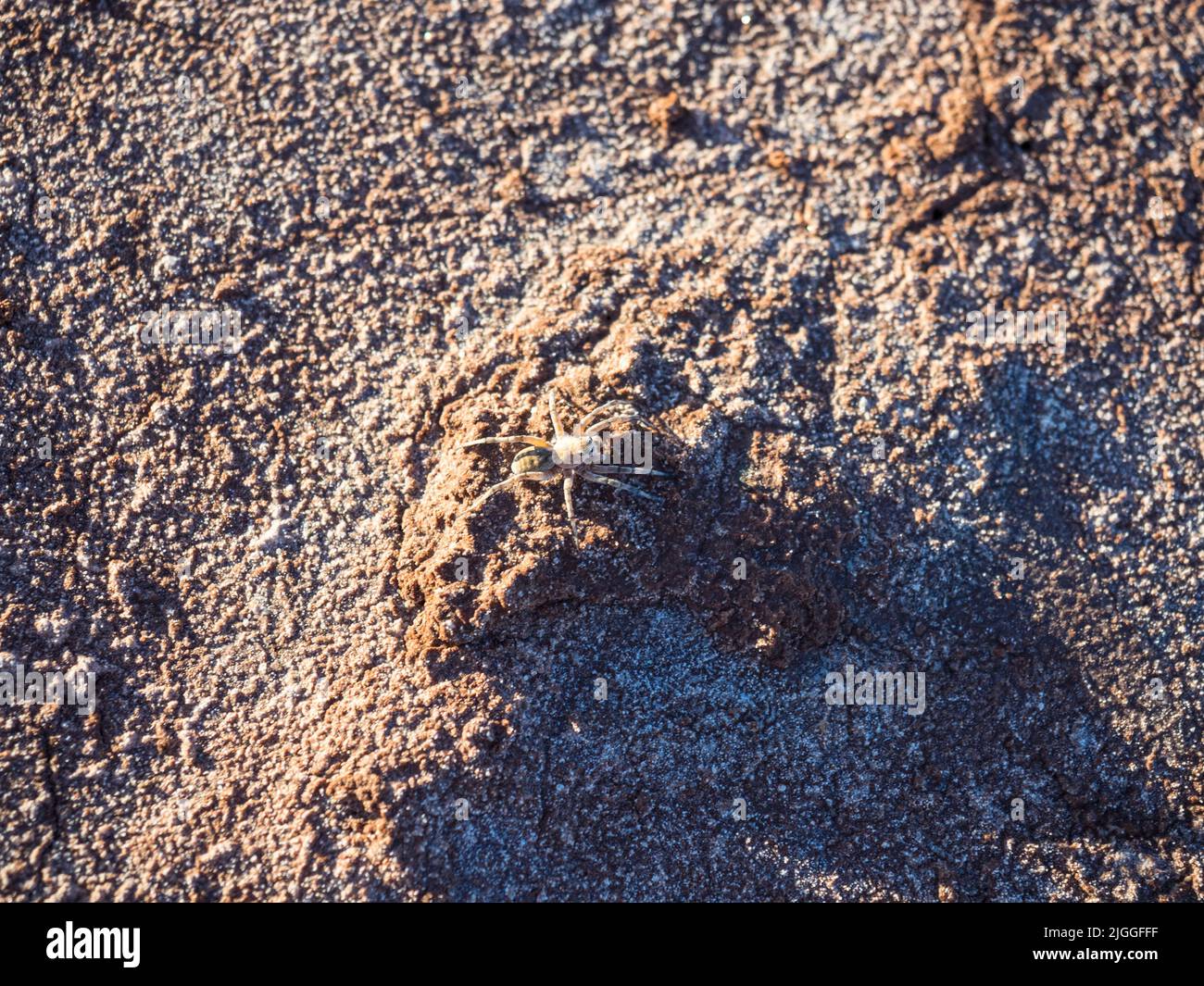 The 'Salt People' of Lake Ballard are 51 metal-alloy sculptures by Sir Antony Gormley titled 'Inside Australia'  that we produced for the Perth Bienna Stock Photo