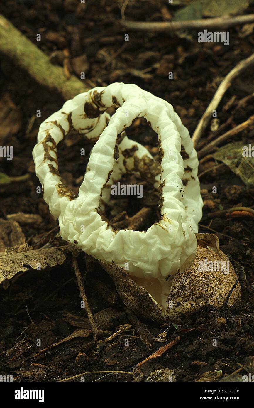 White Basket Fungus (Ileodictyon cibarium) Stock Photo
