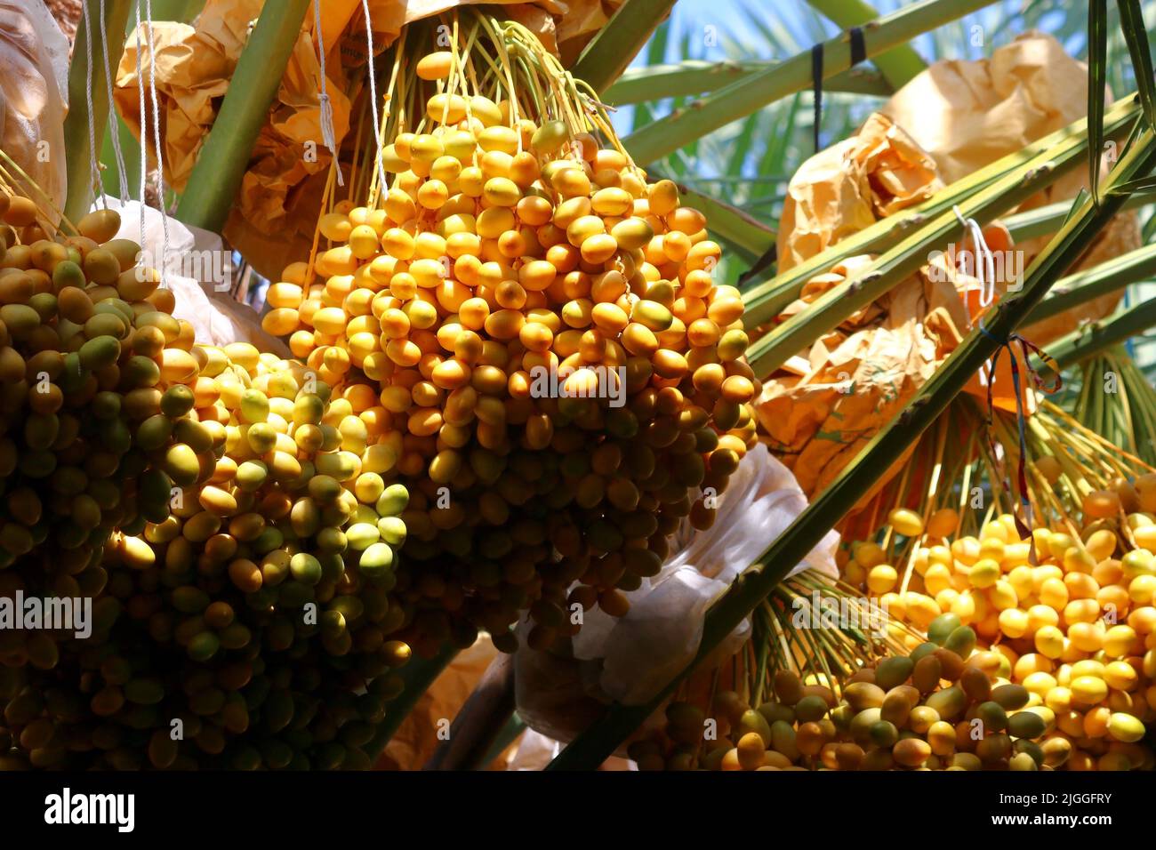 fresh date fruits on date palm tree Stock Photo