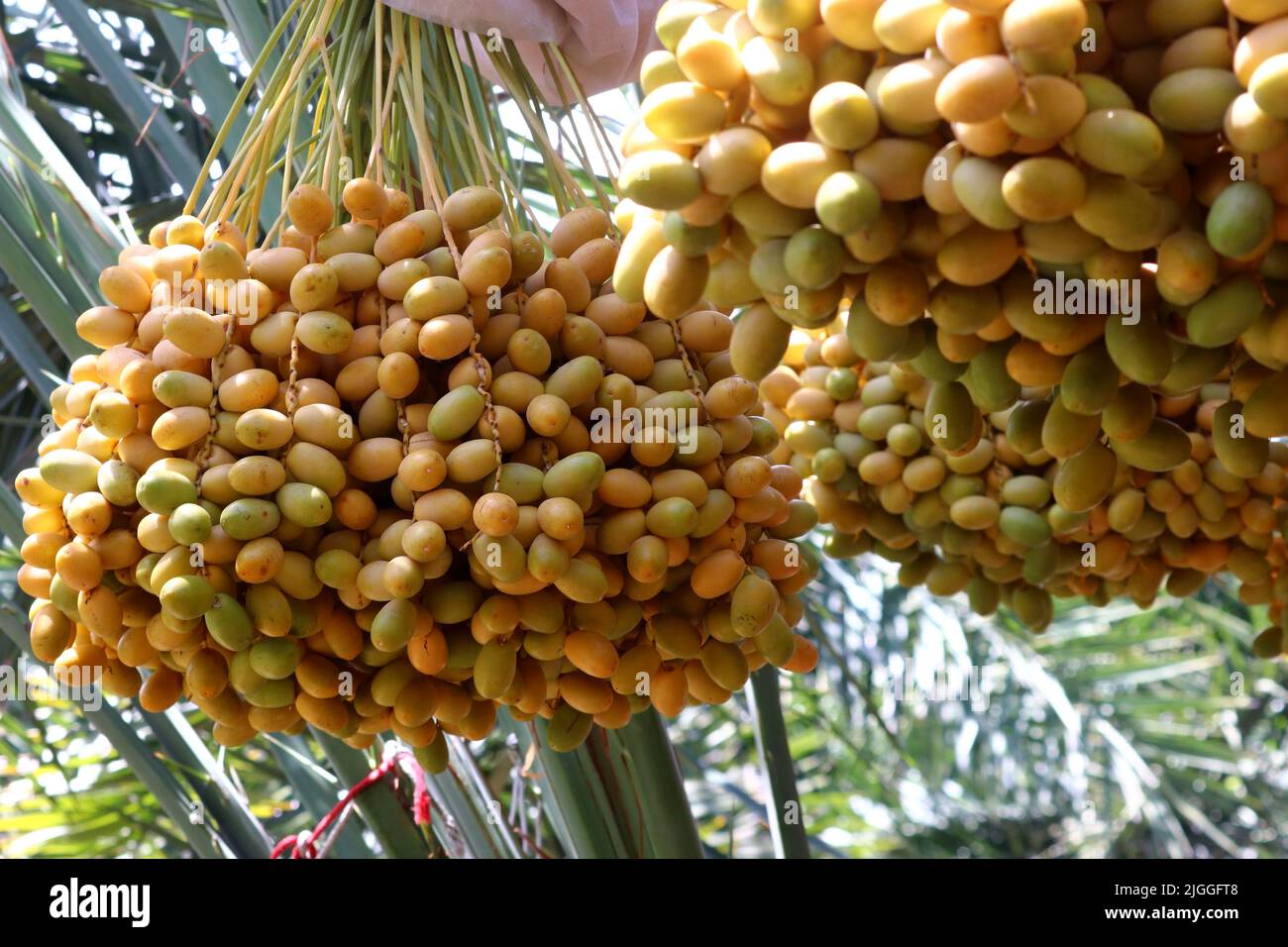fresh date fruits on date palm tree Stock Photo