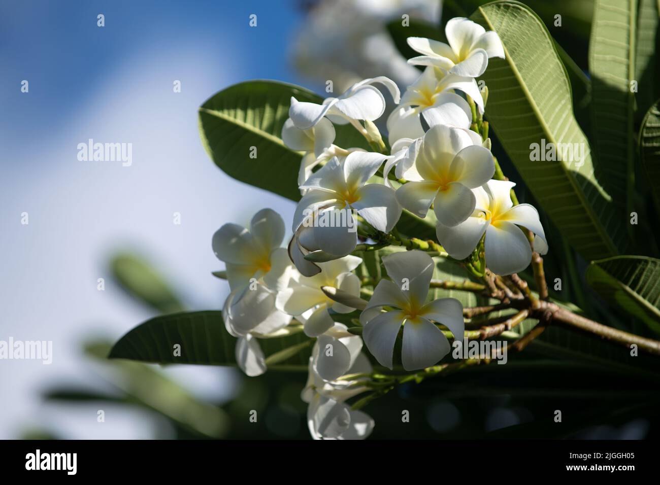 White plumeria rubra flowers on blue sky background. Frangipani flower. White Frangipani flower bouquet. Stock Photo