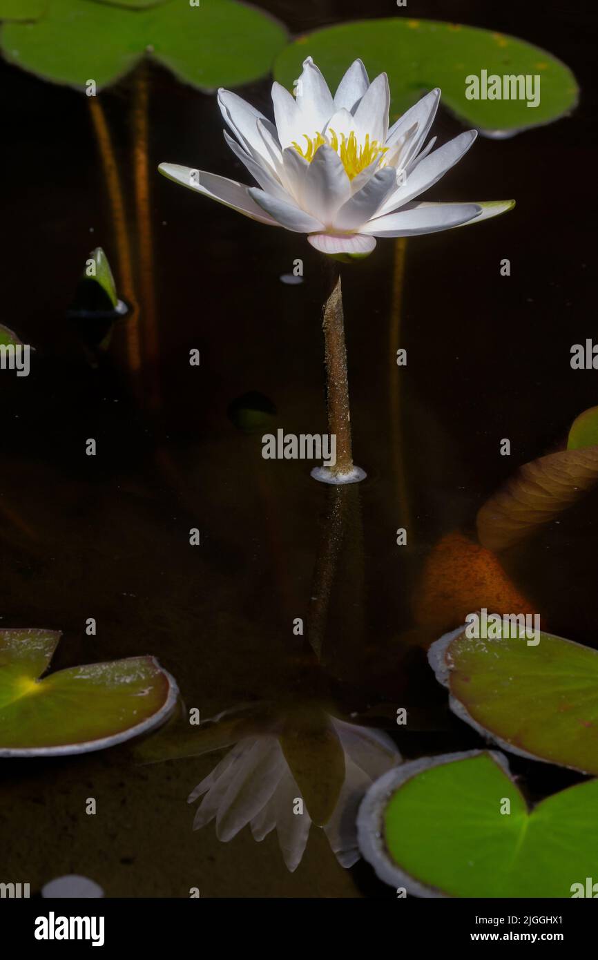 water lily lotus flower Stock Photo - Alamy