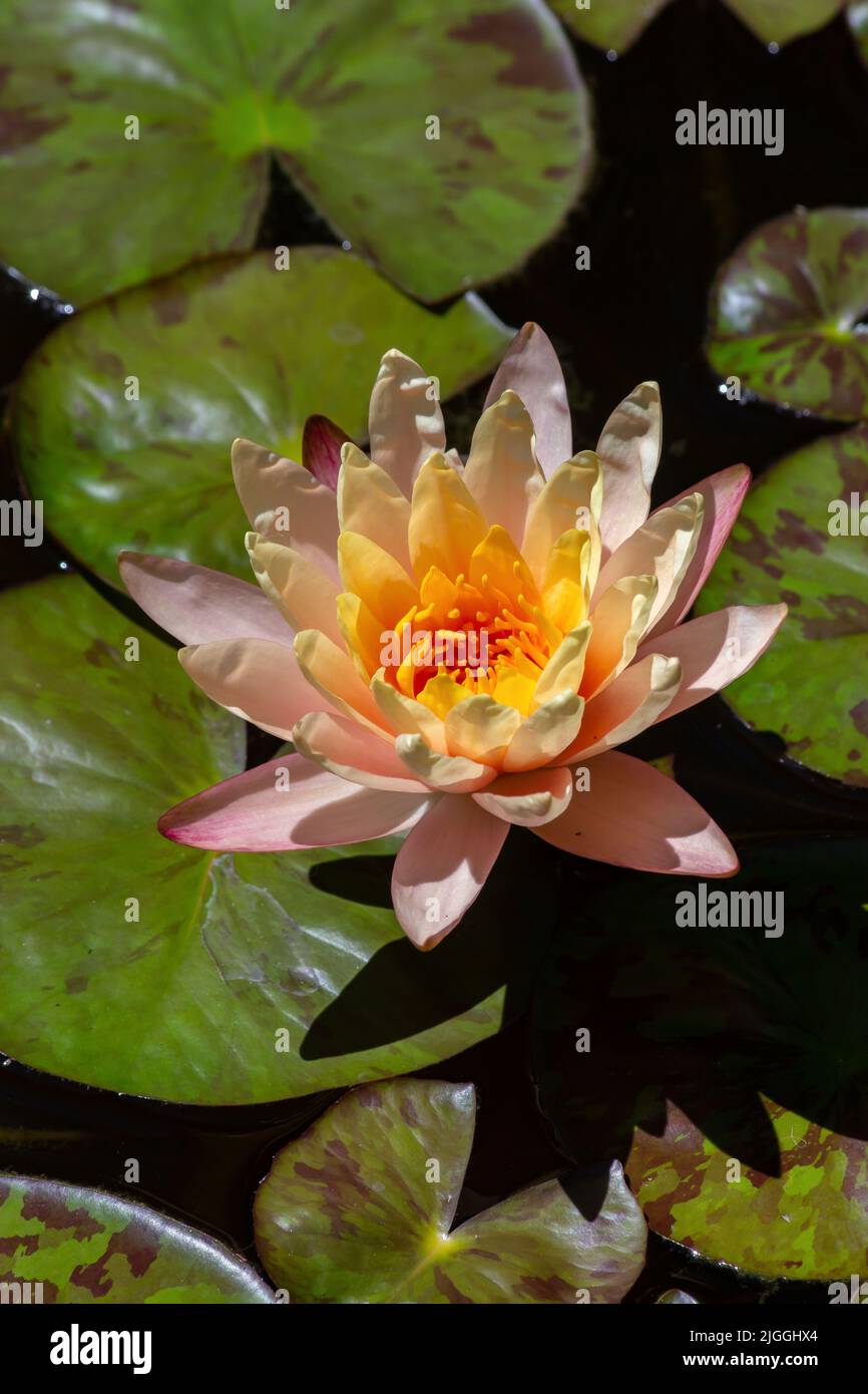 water lily on a pond Stock Photo - Alamy