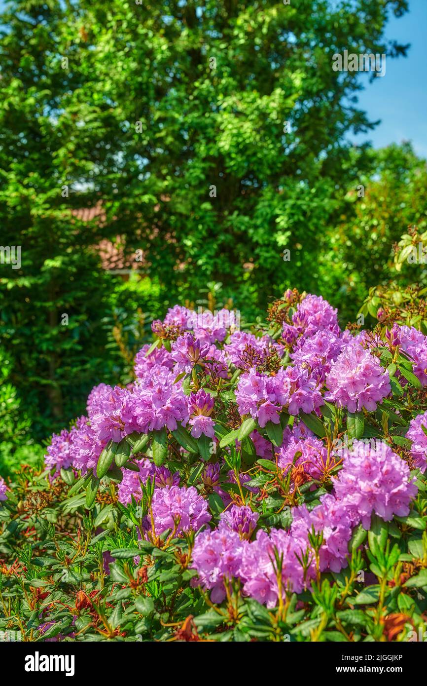 Rhododendron in my garden. A series of photos of rhododendron in garden ...