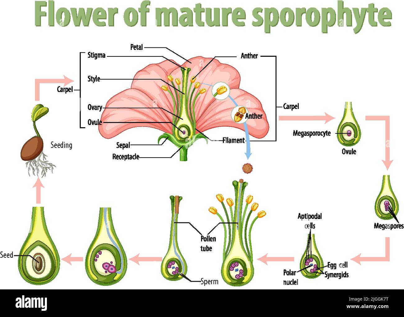 Diagram showing flower of mature sporophyte illustration Stock Vector