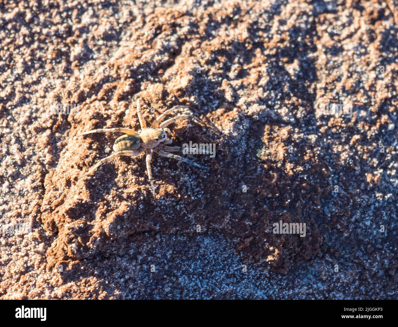 Wolf Spider (Tetralycosa alteripa?) on a small crest of mud in the dry salt bed of Lake Ballard, Western Australia. Stock Photo