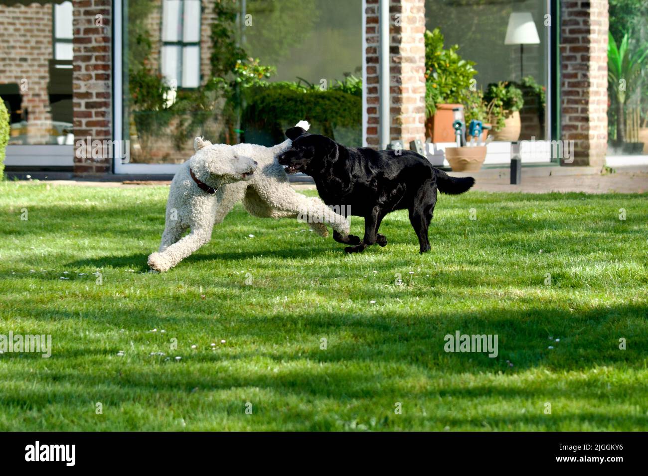 Lab/poodle Reteriver An adorable white Royal Poodle and black Labrador Retriever playing ...