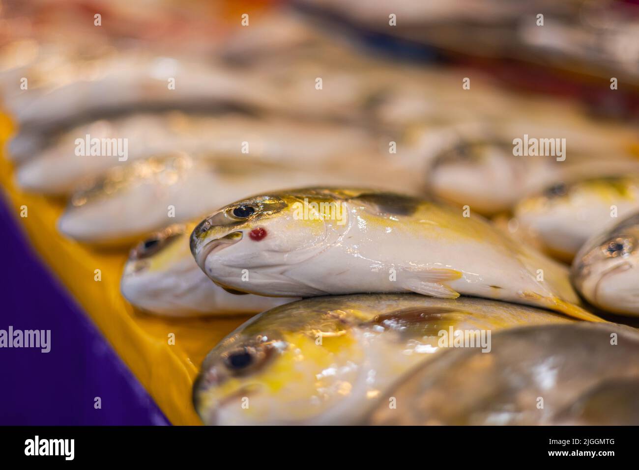 Sea bass fish eye sale hi-res stock photography and images - Alamy
