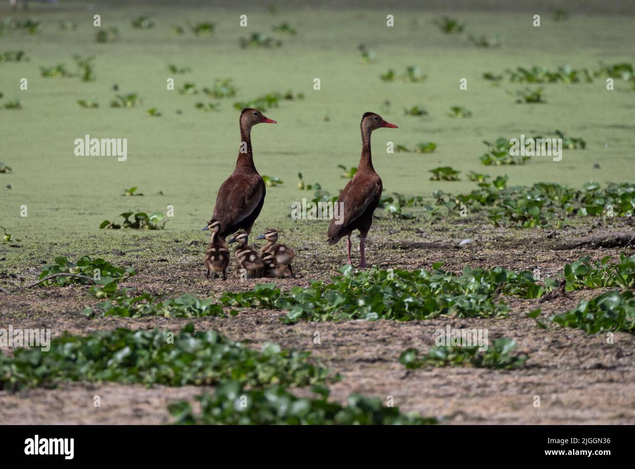 Breeding pair of black-bellied whistling ducks with five fluffy ducklings. Photographed in Texas with shallow depth of field. Stock Photo