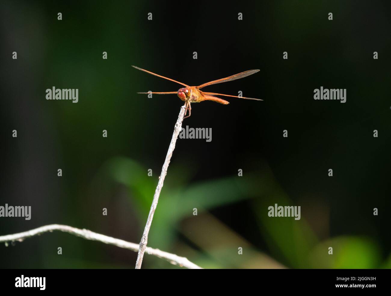 Golden-winged skimmer or Libellula auripennis dragonfly perched on a dried branch. Photographed with a shallow depth of field. Stock Photo