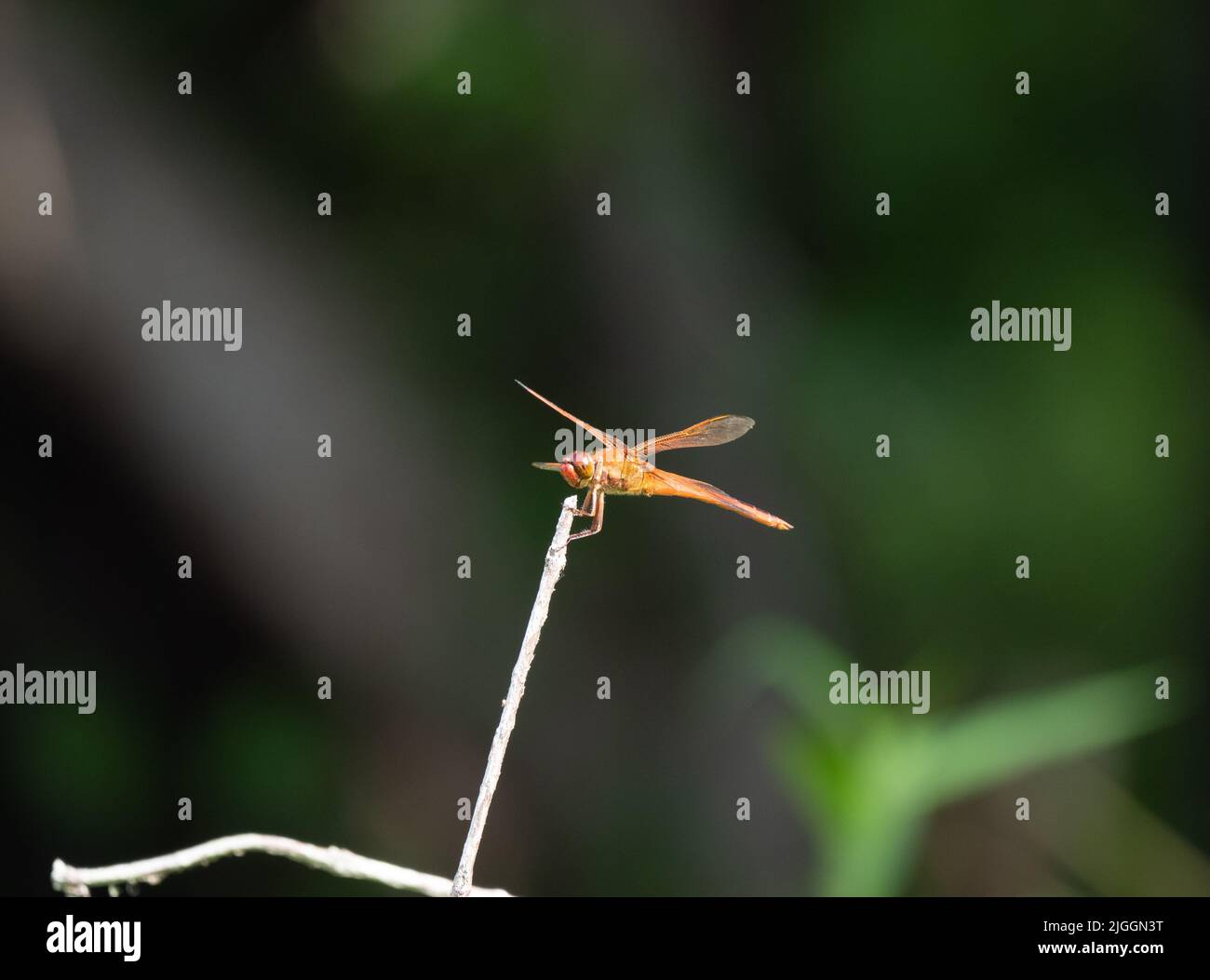 Sunlit golden-winged skimmer or Libellula auripennis dragonfly perched on a dried branch. Photographed in profile with a shallow depth of field and co Stock Photo