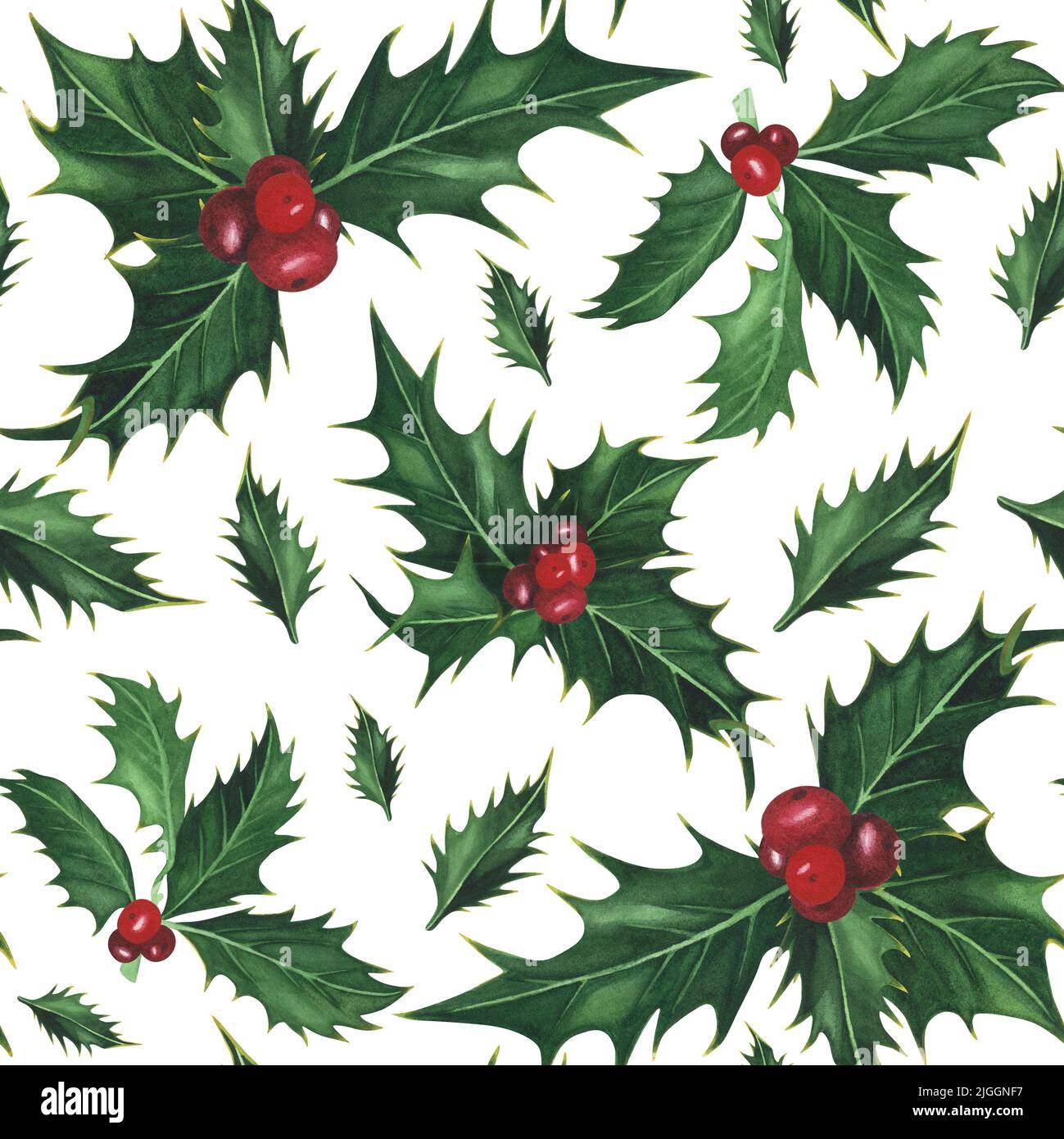 Christmas plant holly seamless patternon white background. Watercolor ...
