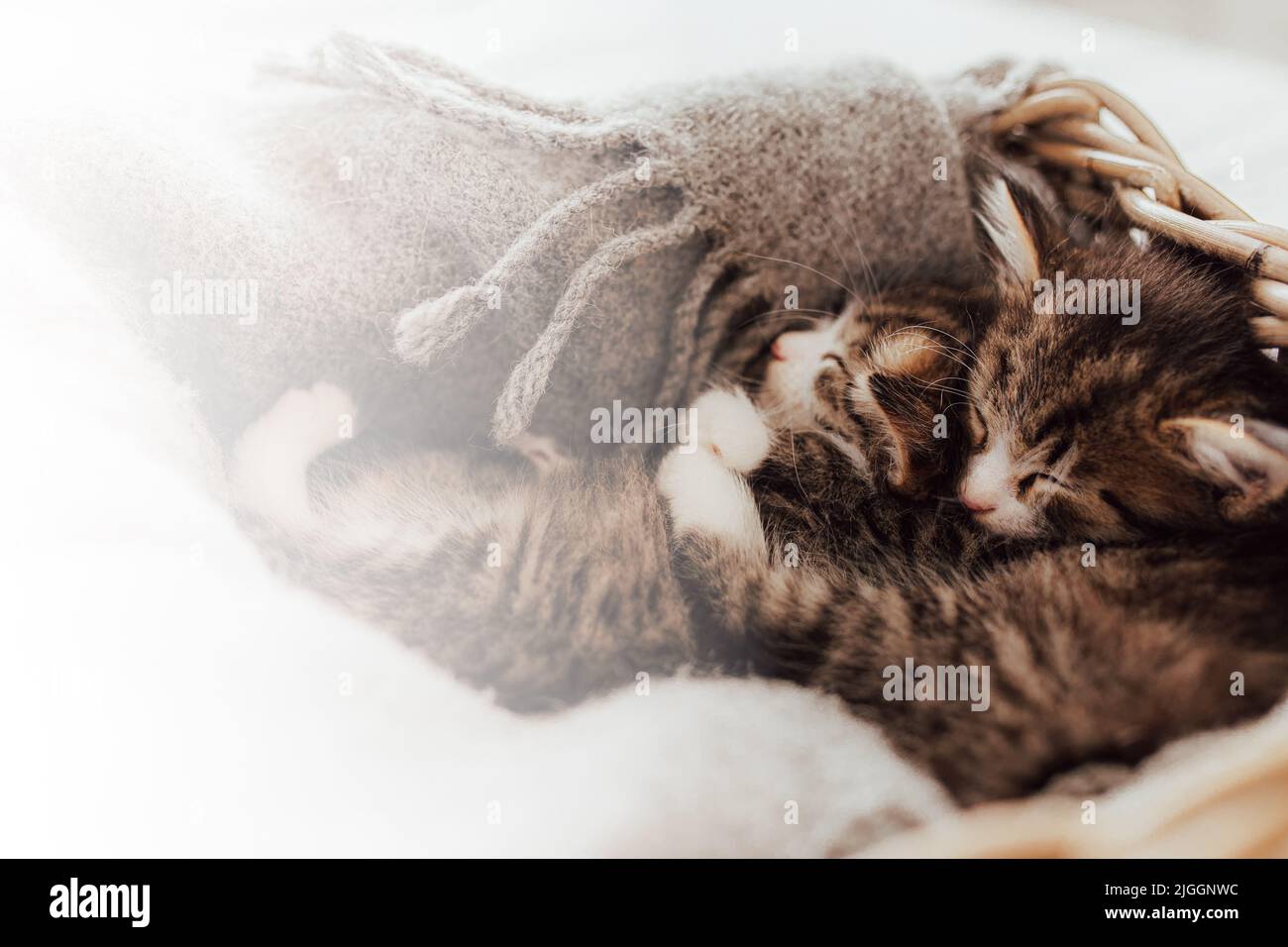 Little cute kittens sleep in an embrace covered with a blanket. Light