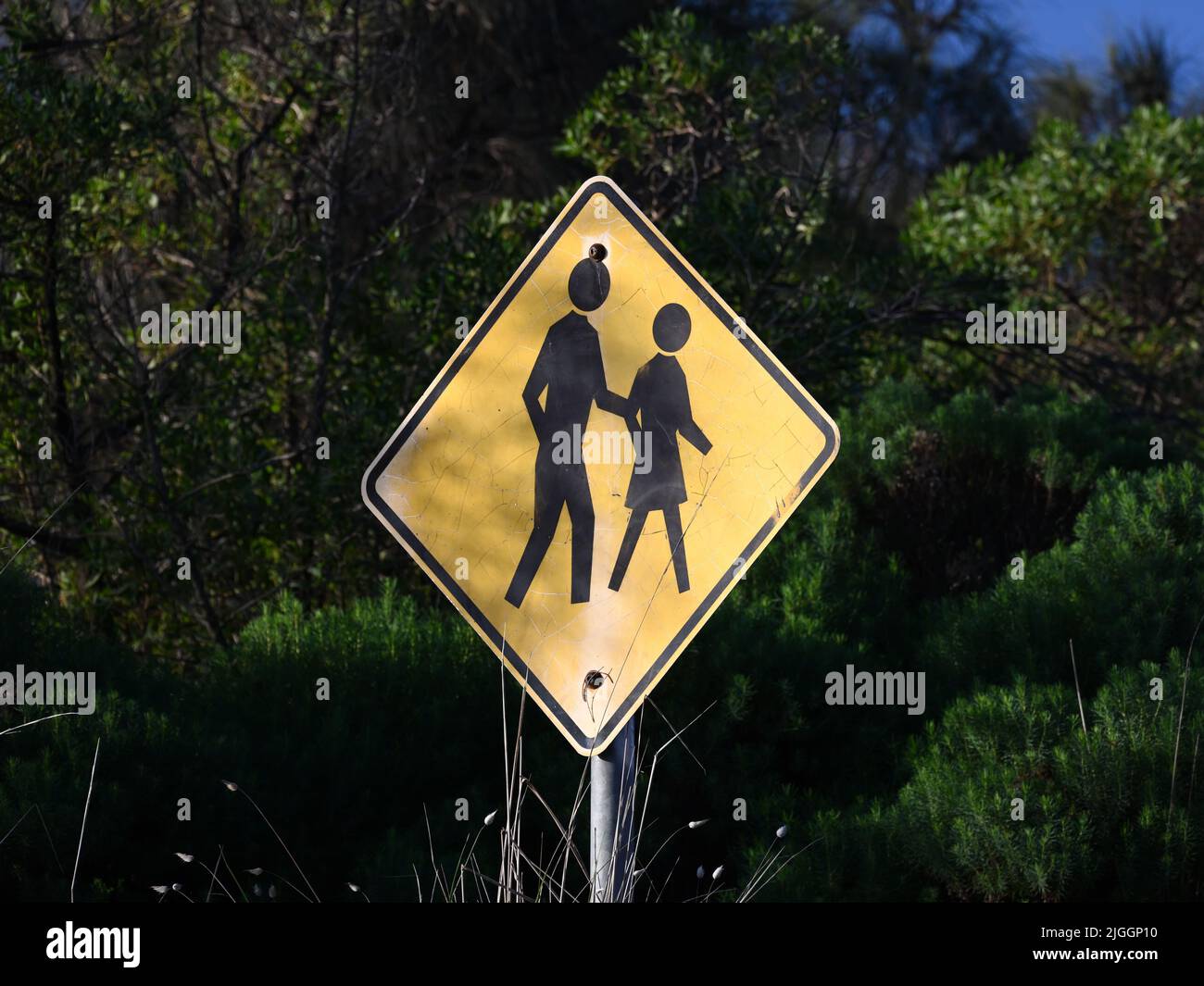 Cracked and faded, yellow and black, pedestrian crossing sign, partially obscured by overgrown vegetation Stock Photo