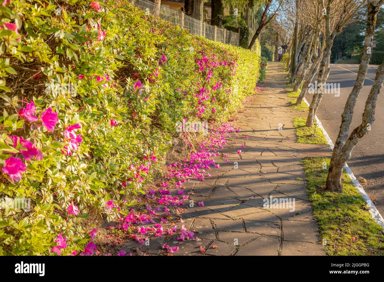 Alley landscape with azaleas bloom - Gramado, Rio Grande do Sul, Brazil  Stock Photo - Alamy