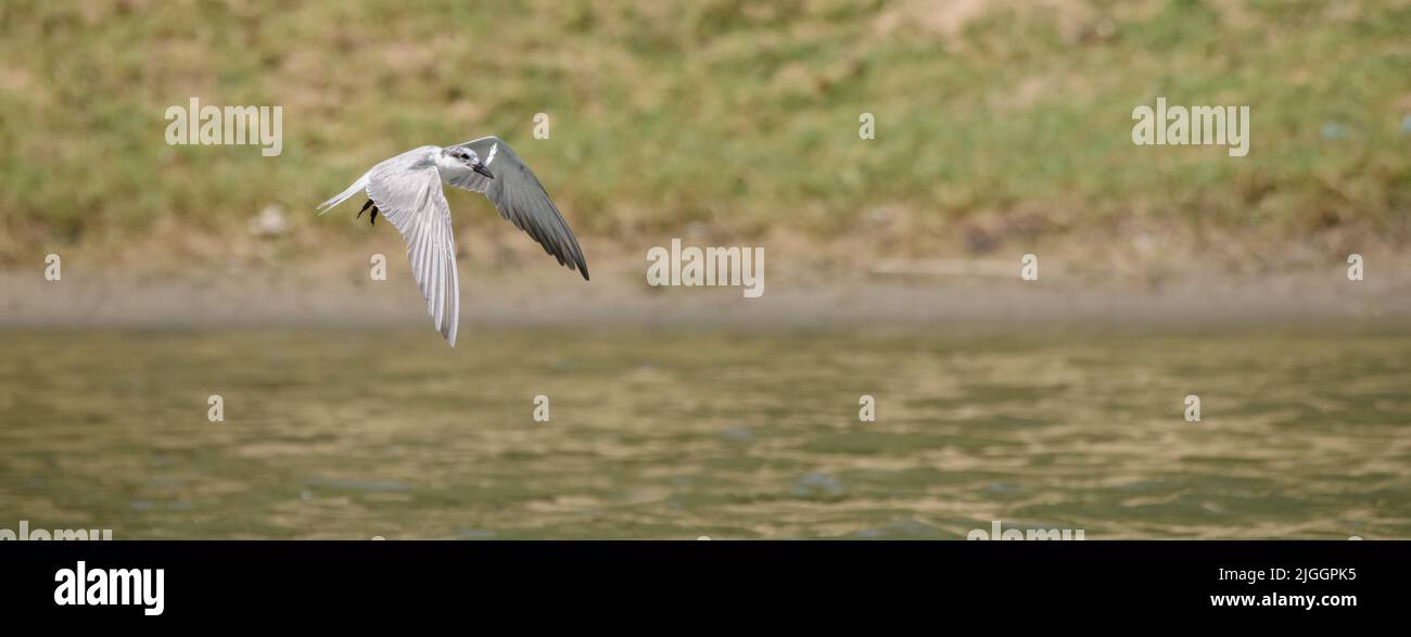 Whiskered tern catches a small fish on the river and flies away. Stock Photo