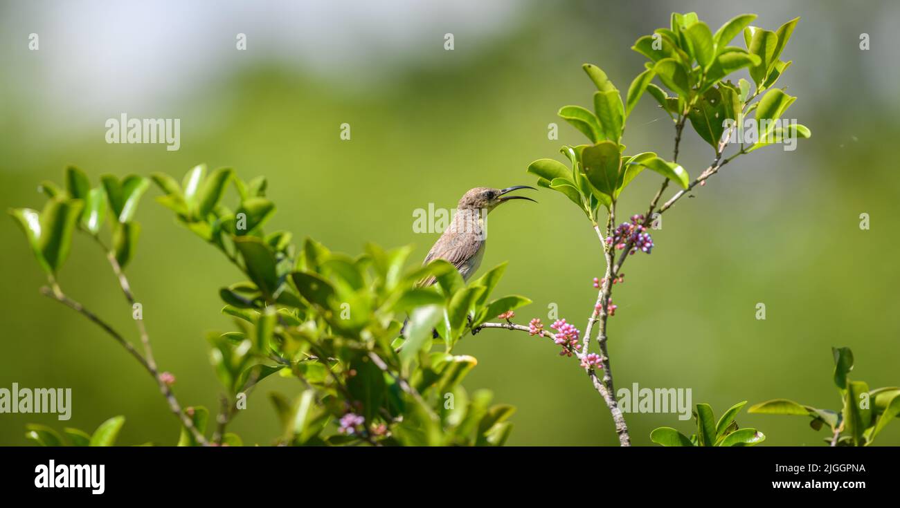 Loten's sunbird female perched on a flowering tree branch in its natural habitat, green bokeh background. Stock Photo