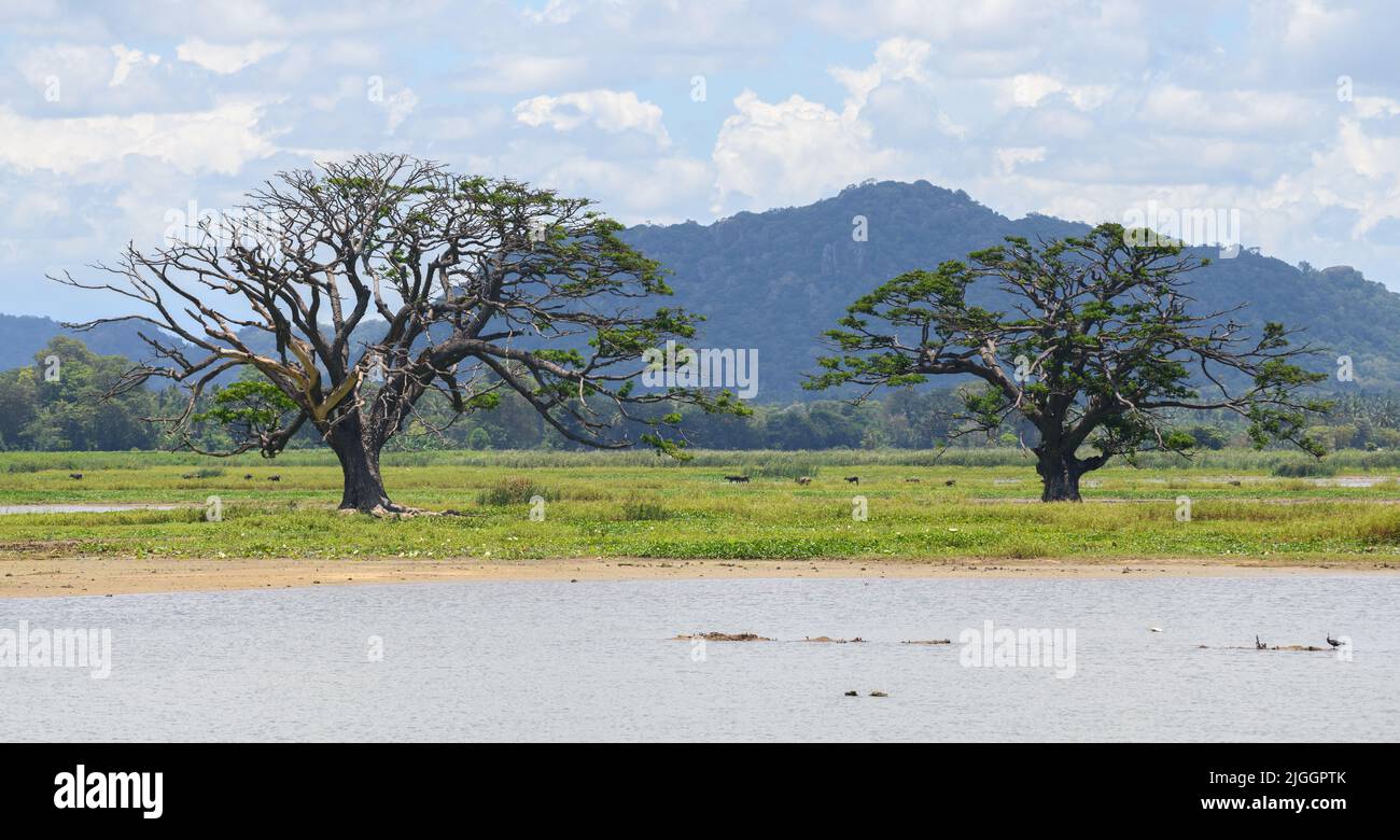Two giant trees against the distant mountain range landscape scenery shot. Lake in the foreground. Stock Photo