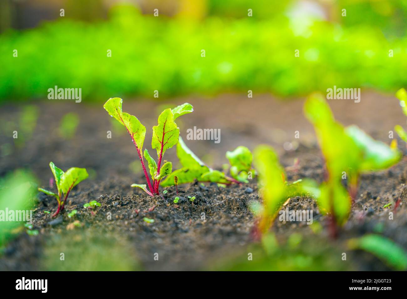 Leaves of a young beetroot close-up growing in the soil on a garden bed ...