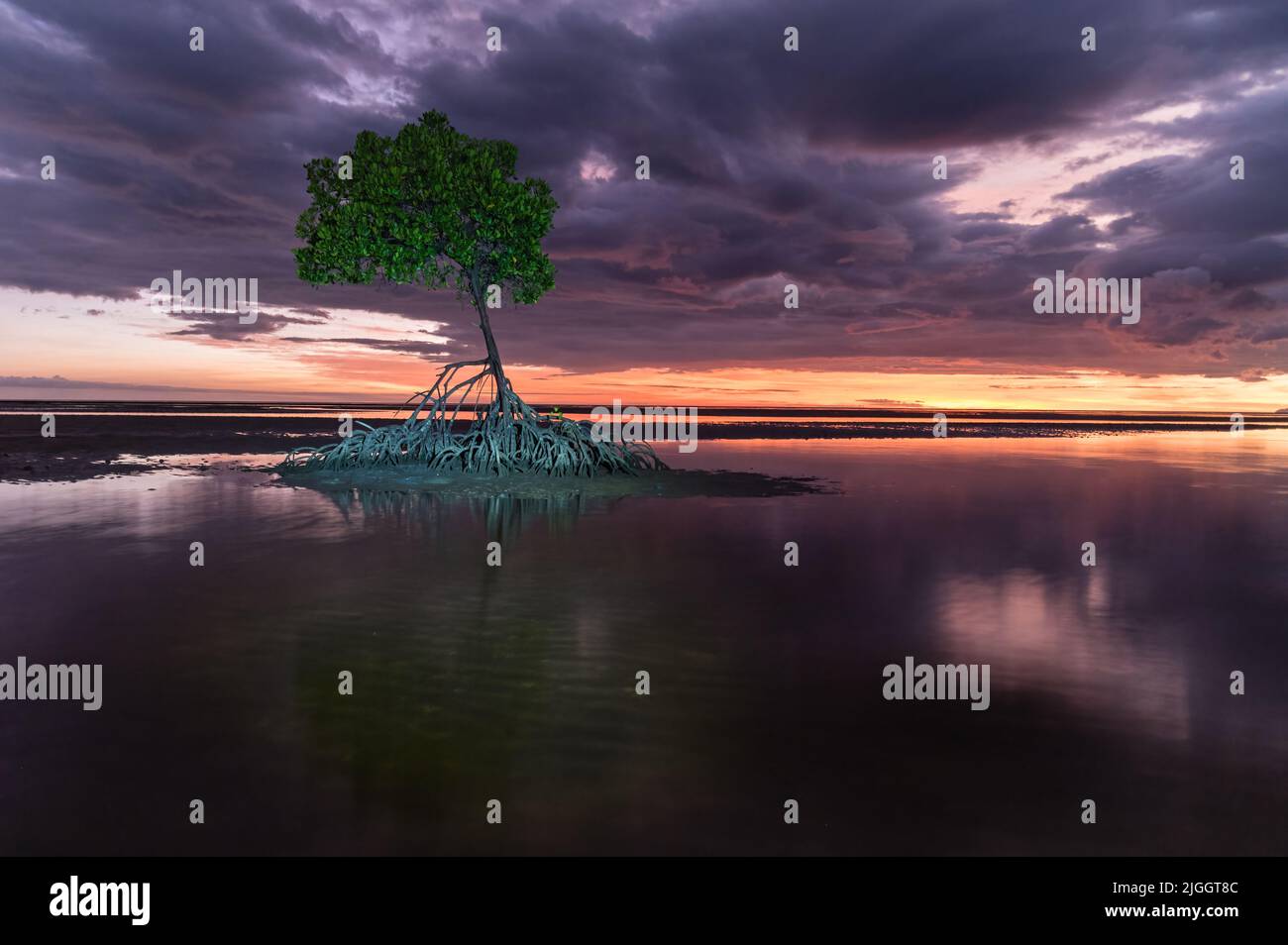 A clouded, pre-sunrise photograph of a single red mangrove tree on the mudflats at Yule point, Far North Queensland, Australia. Stock Photo