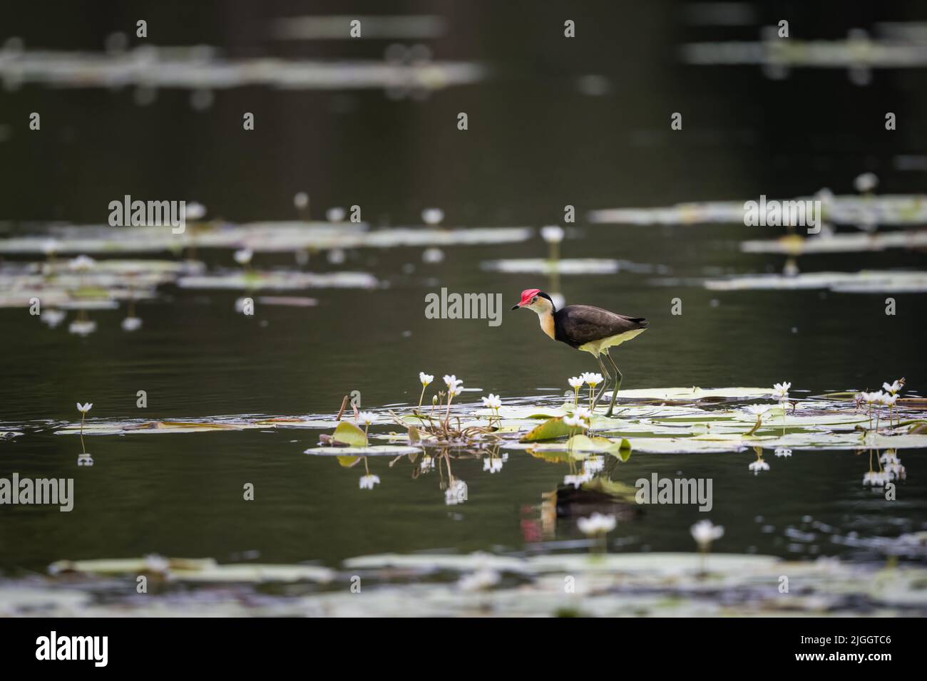 Comb-crested Jacanas having a territorial dispute on lilly-pads in a waterhole in Far North Queensland in Australia. Stock Photo