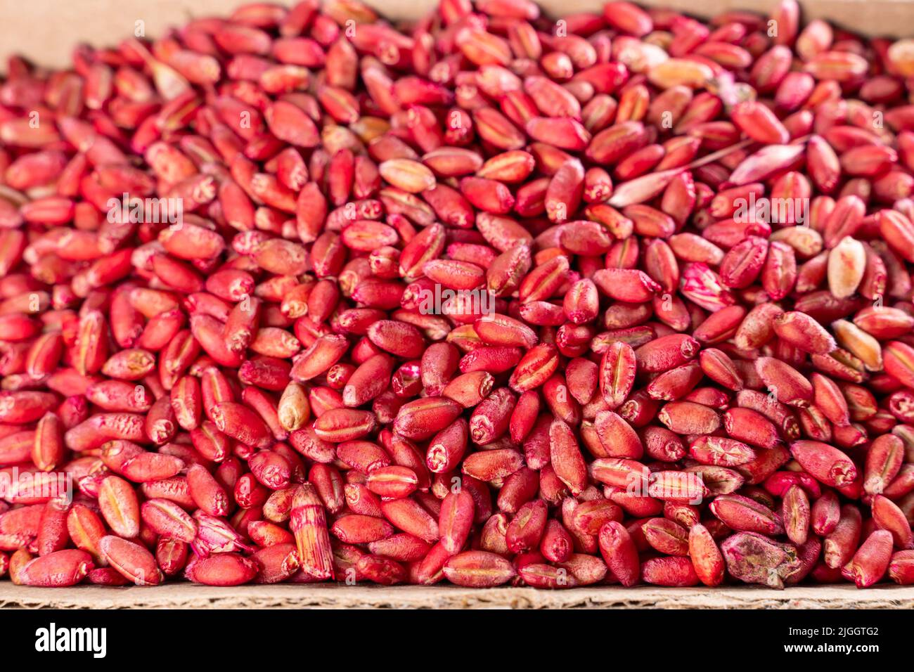 Wheat bait of red color for rodents close-up. Poison for house mice bright color Stock Photo