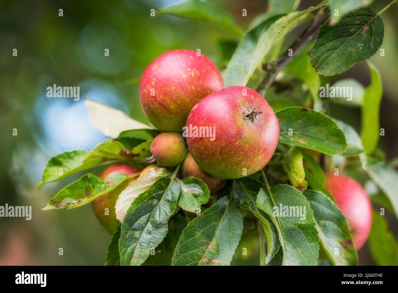 Apples in outdoor setting. A photo of taste and beautiful apples Stock