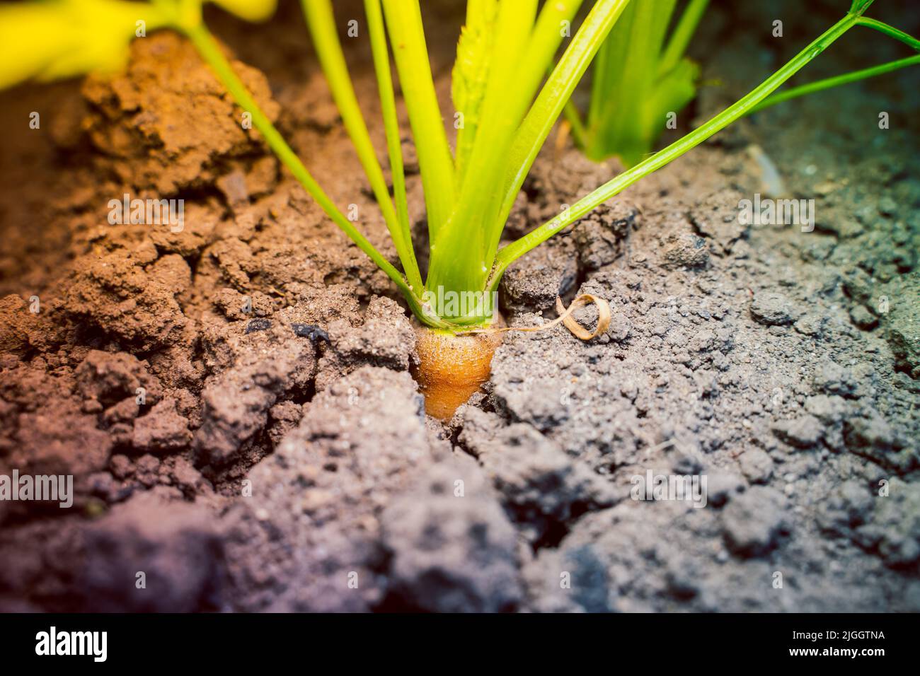 Carrot root crop peeking out closeup from the soil Stock Photo Alamy