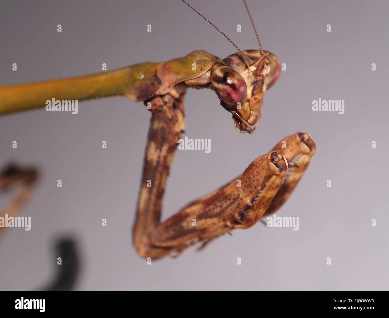 close up of the head and front feet of Praying mantis (Vates pectinicornis) isolated on a natural white background Stock Photo