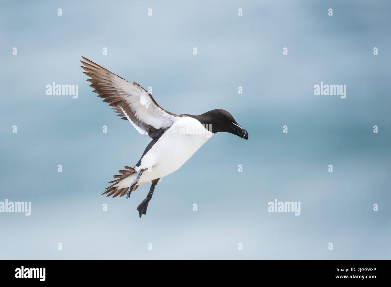 A razorbill in flight in spectacular landing mode, Ireland Stock Photo ...