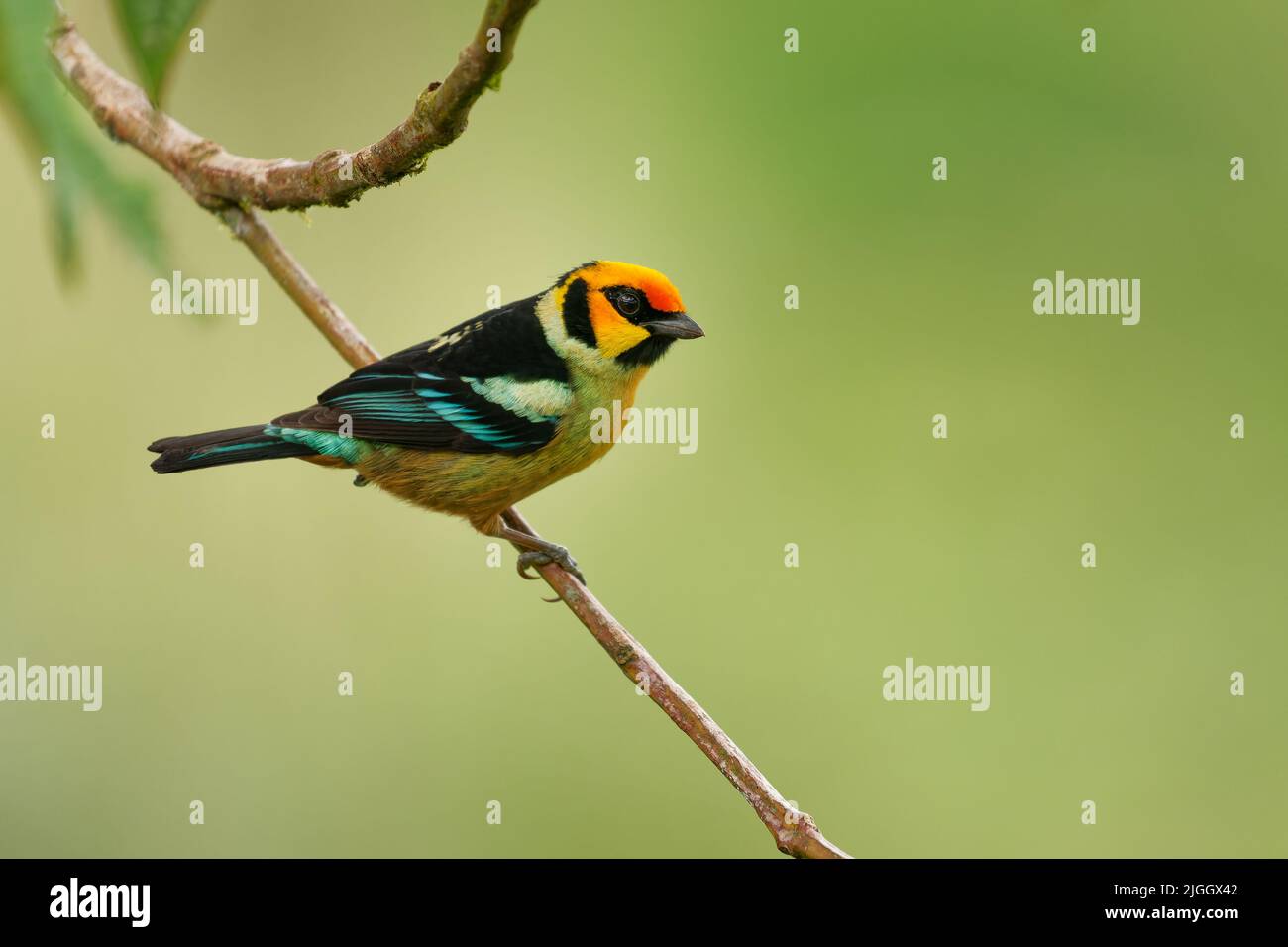 Flame-faced Tanager - Tangara parzudakii family Thraupidae, bird endemic to South America, found in eastern Andes of Colombia, Ecuador, Peru and Venez Stock Photo
