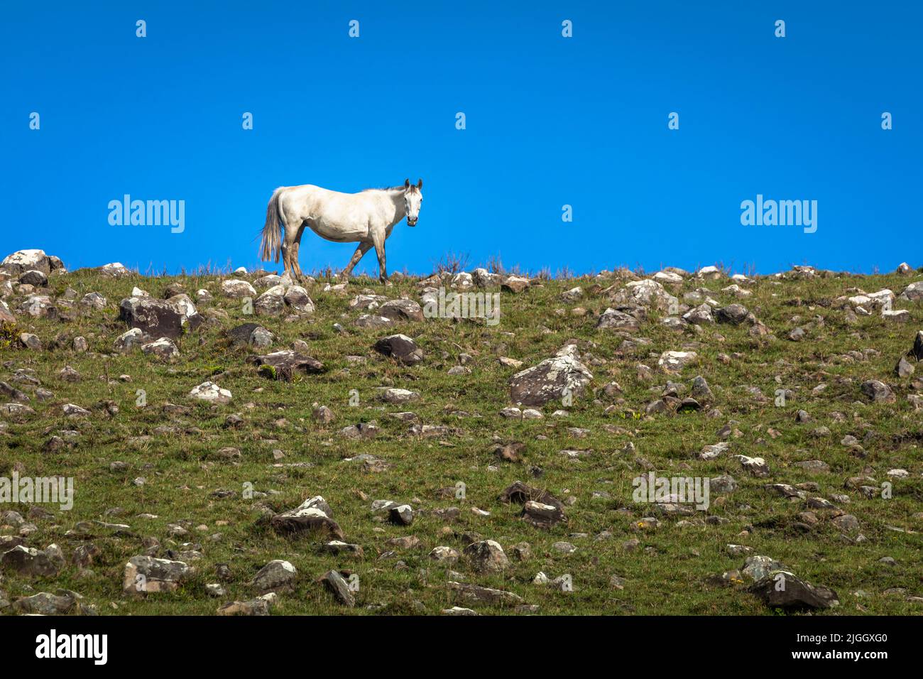 Single white Horse in Rio Grande do Sul pampa, Southern Brazil countryside Stock Photo