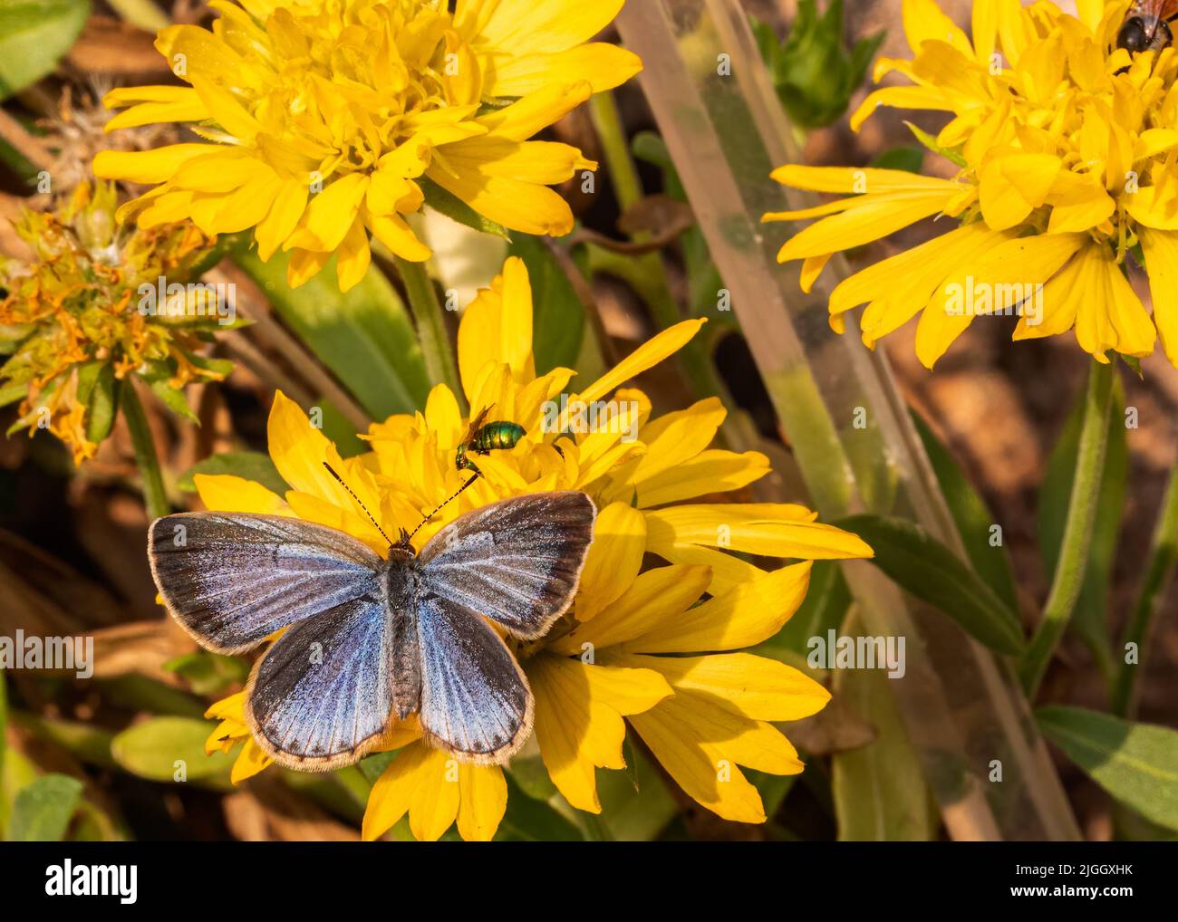 A blue Butterfly sitting on a flower Stock Photo - Alamy