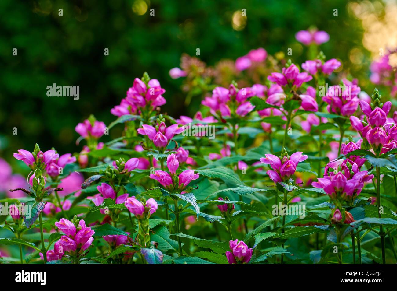 Beautiful photos of life hi-res stock photography and images - Alamy