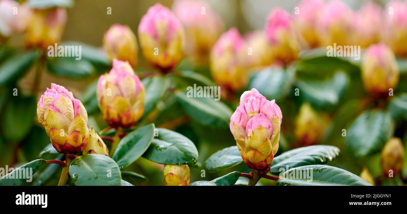 Rhododendron is a genus of 1,024 species of woody plants in the heath family, either evergreen or deciduous, and found mainly in Asia, although it is Stock Photo