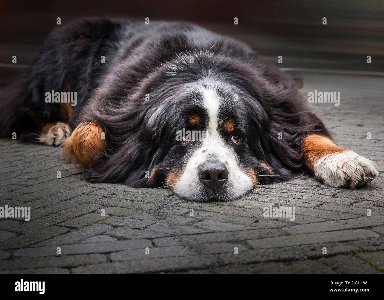 A sad black dog lying on a stone ground Stock Photo - Alamy
