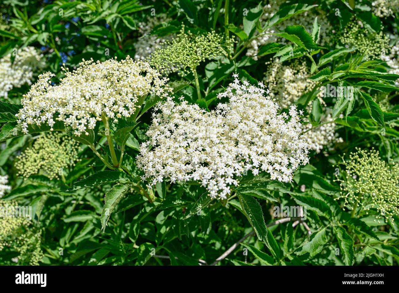 close up of white elder flowers in garden Stock Photo