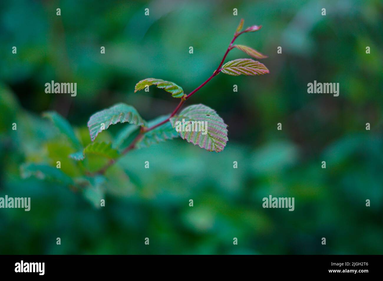 Branches on a field Stock Photo