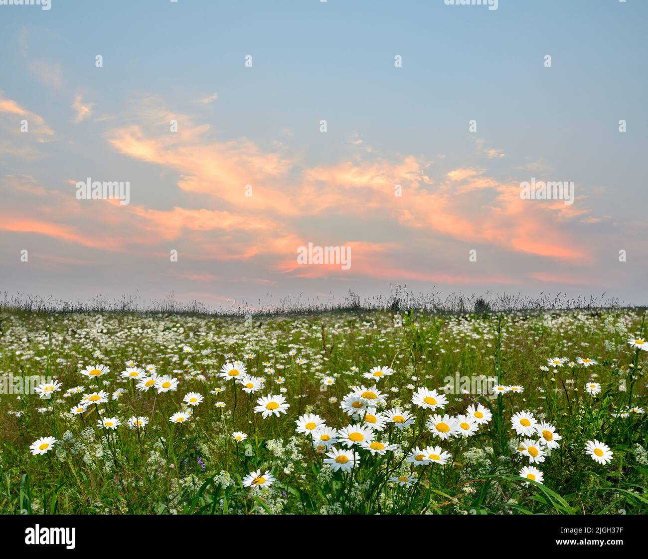 Pink sunset clouds over a summer flowering meadow with chamomile flowers and herbs - romantic summer rural landscape. Blossoming daisies - ornamental Stock Photo