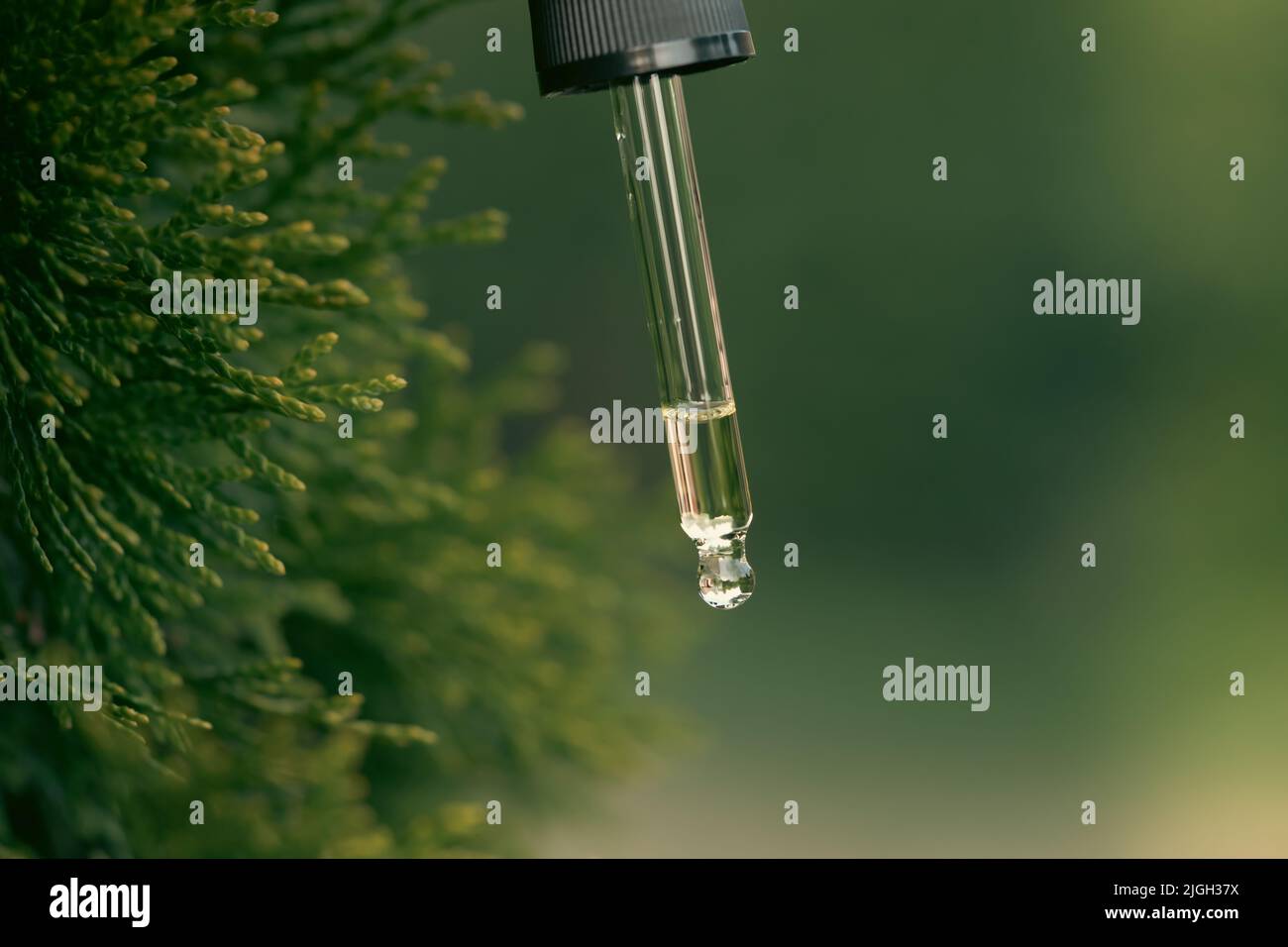 Pine essential oil dripping from pipette. Aromatherapy, spa, massage