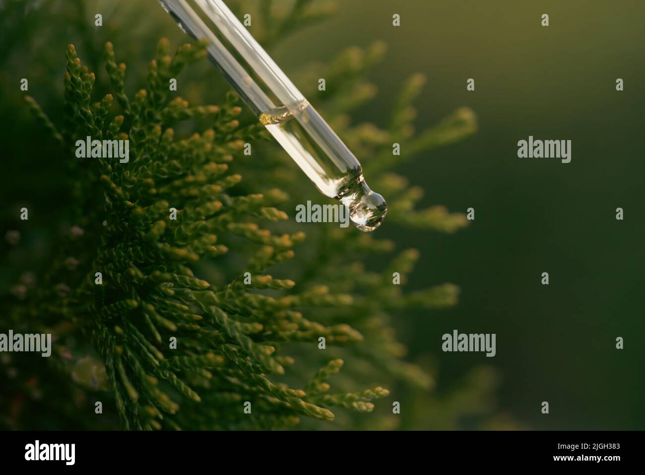 Pine essential oil dripping from pipette. Aromatherapy, spa, massage