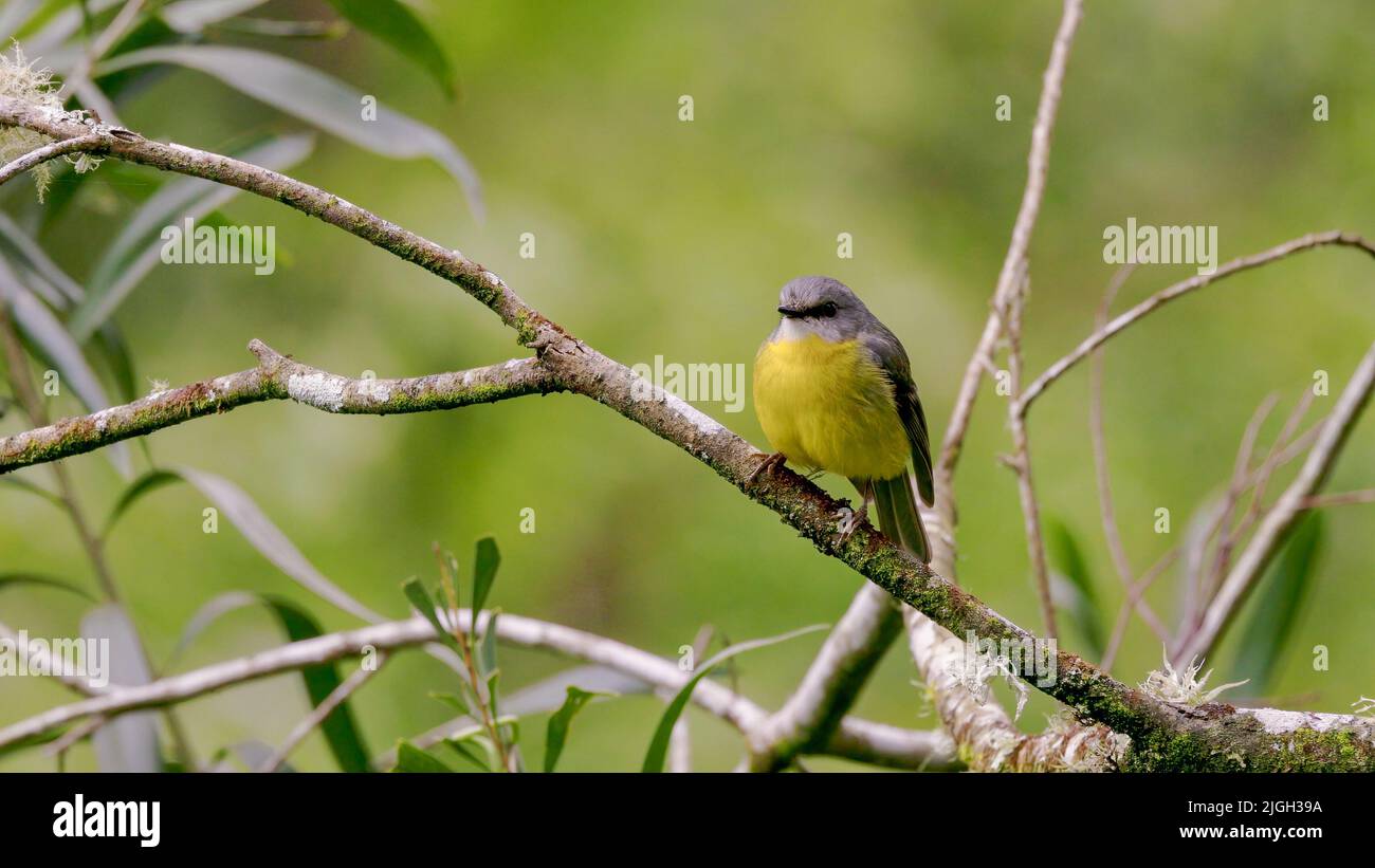 front view of an eastern yellow robin perched on a tree branch Stock Photo