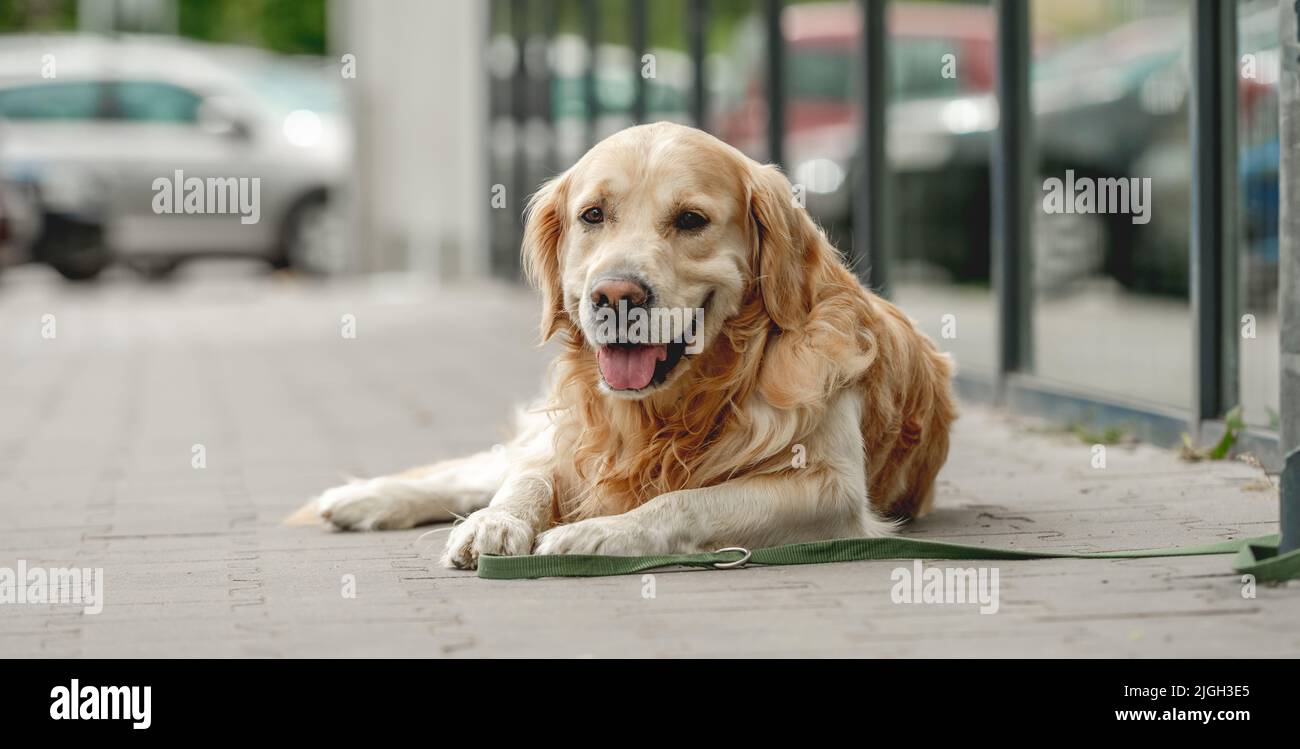 Golden retriever dog outdoors Stock Photo Alamy
