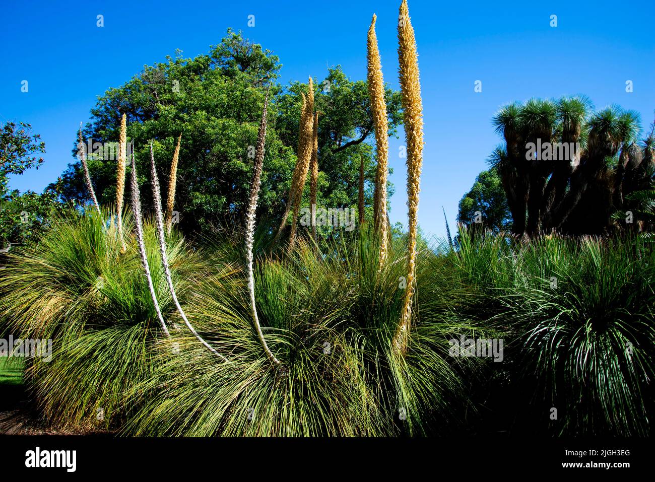 Dasylirion Plant from the Asparagus Family Stock Photo