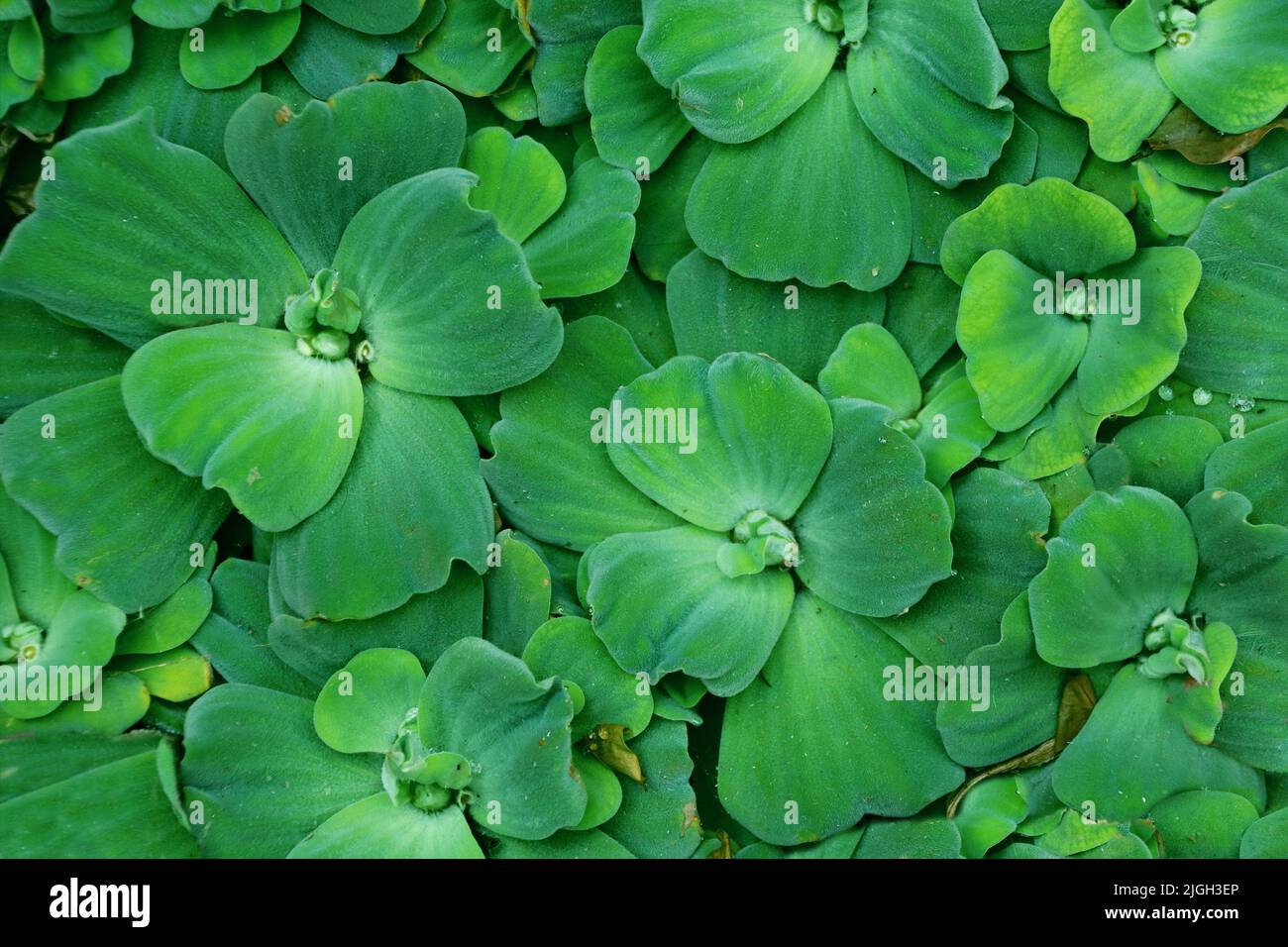 Leaves of Pistia stratiotes (water cabbage, water lettuce). Full background with tropical green free-floating aquatic plant Stock Photo