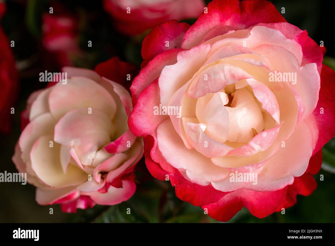 Red and white rose flower bloom in the garden Stock Photo