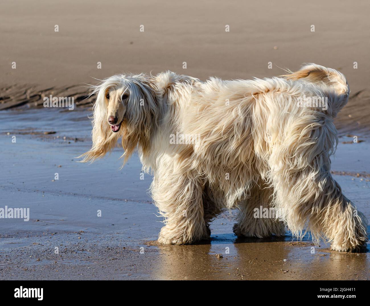 afghan hound paddling on beach Stock Photo