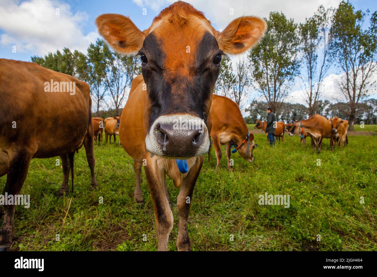 A fun portrait of the head of jersey cow face in Jersey Dairy Cow Farm, Buenos Aires Stock Photo